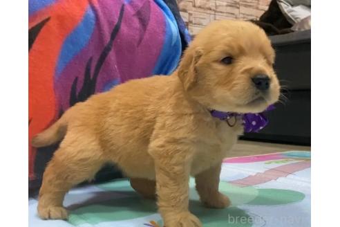 販売中の茨城県のゴールデンレトリーバー-387398の2枚目